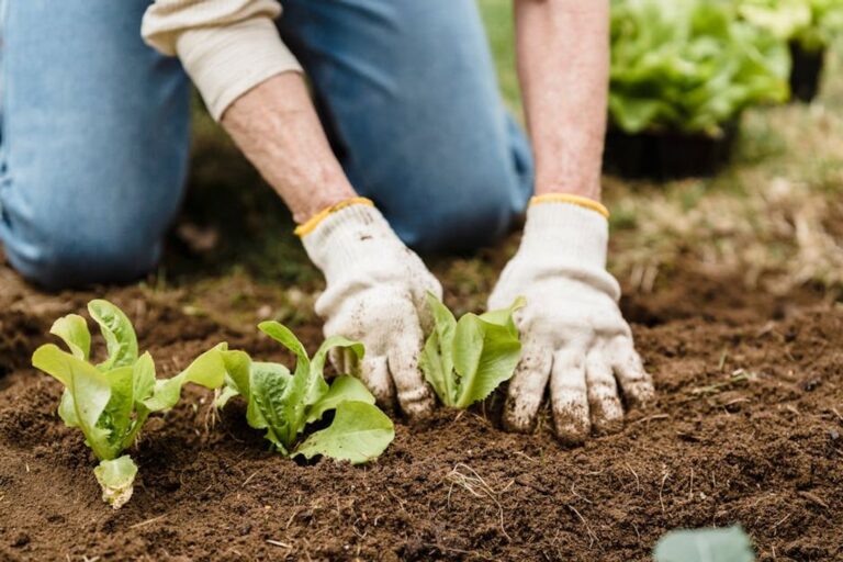 Garden Preparation
